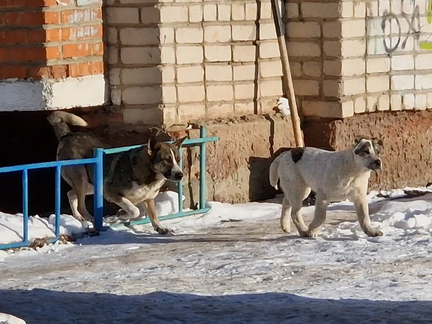 Копейчане жалуются на бездомных животных