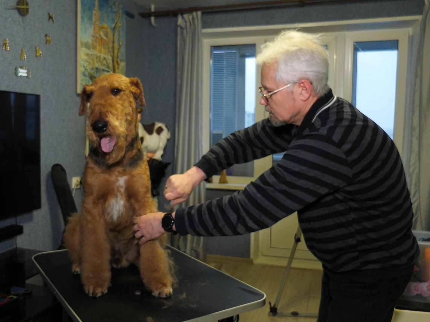 Эрдельтерьер с человеком