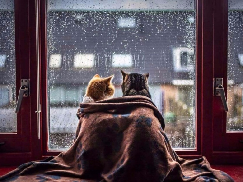 котики.jpg