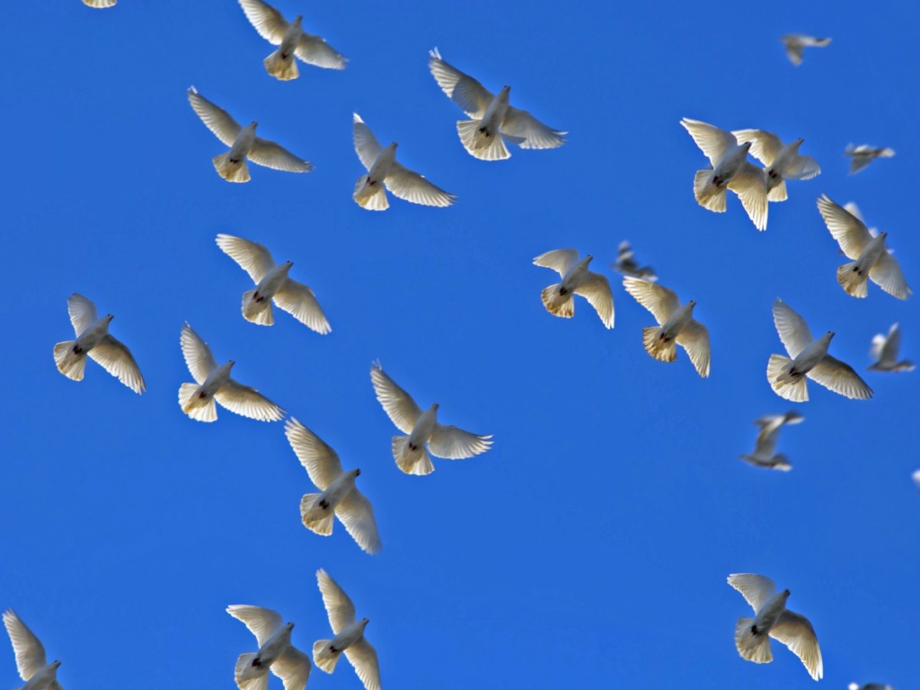 голуби.jpg