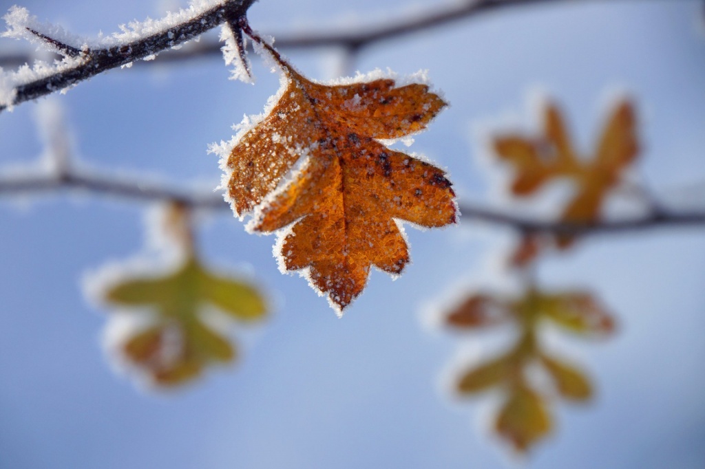 branches-leaves-yellow-autumn-frost-frost.jpg
