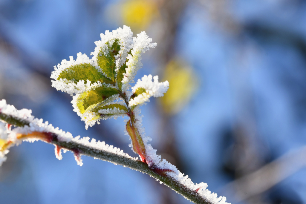 frost-snow-branches-beautiful-winter-seasonal-background-photo-frozen-nature.jpg